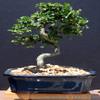 Brussel's Bonsai Live Fukien Tea Bonsai Tree - Large, 14 Year, 14 to 20 inches Tall - Indoor Bonsai Tree Live with Ceramic Bonsai Pot view 2