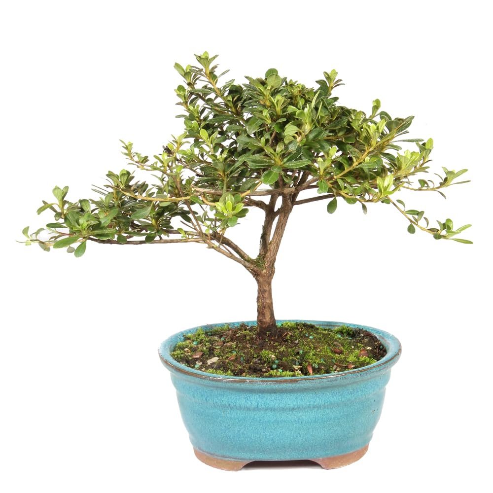 Brussel's Bonsai Live Satsuki Azalea Flowering Bonsai Tree - Small, 5 Years, 5 to 8 in - Outdoor Bonsai in Ceramic Bonsai Pot
