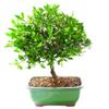 Brussel's Bonsai Live Satsuki Azalea Flowering Bonsai Tree - Small, 5 Years, 5 to 8 in - Outdoor Bonsai in Ceramic Bonsai Pot view 2