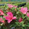 Brussel's Bonsai Live Satsuki Azalea Flowering Bonsai Tree - Small, 5 Years, 5 to 8 in - Outdoor Bonsai in Ceramic Bonsai Pot view 3