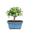 Brussel's Bonsai Live Dwarf Jade Bonsai Tree, Indoor - Small, 3 Years Old, 5 to 8 Inches Tall - Jade Tree in Decorative Ceramic Bonsai Pot view 1