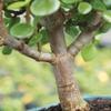 Brussel's Bonsai Live Dwarf Jade Bonsai Tree, Indoor - Small, 3 Years Old, 5 to 8 Inches Tall - Jade Tree in Decorative Ceramic Bonsai Pot view 2