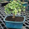 Brussel's Bonsai Live Dwarf Jade Bonsai Tree, Indoor - Small, 3 Years Old, 5 to 8 Inches Tall - Jade Tree in Decorative Ceramic Bonsai Pot view 3