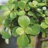 Brussel's Bonsai Live Dwarf Jade Bonsai Tree, Indoor - Small, 3 Years Old, 5 to 8 Inches Tall - Jade Tree in Decorative Ceramic Bonsai Pot view 4