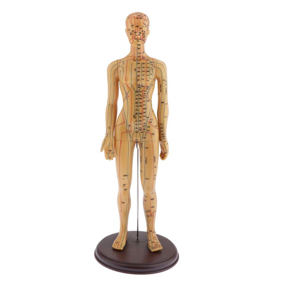 DYNWAVE Professional Human Acupuncture Model, Female, with Detailed Acupuncture Points, 48CM, Lab Demonstrations Model