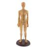 DYNWAVE Professional Human Acupuncture Model, Female, with Detailed Acupuncture Points, 48CM, Lab Demonstrations Model view 1