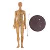 DYNWAVE Professional Human Acupuncture Model, Female, with Detailed Acupuncture Points, 48CM, Lab Demonstrations Model view 2