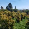 California Hass Avocados (20lbs) view 2