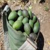 California Hass Avocados (20lbs) view 3