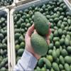 California Hass Avocados (20lbs) view 4