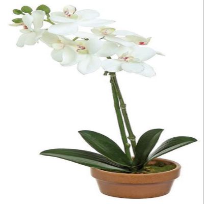 Select Artificials MINI PHALAENOPSIS Orchid Plant X1 in Pot, 16"; 2.25" Blooms, Cream/Pink (PM1305/1-CP)