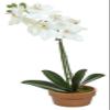 Select Artificials MINI PHALAENOPSIS Orchid Plant X1 in Pot, 16"; 2.25" Blooms, Cream/Pink (PM1305/1-CP) view 1