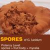 Yuanziyuanfang Red Reishi Mushroom Powder (Spore Powder) 7oz (200g) Wall-Broken Pure Ganoderma Lucidum Non-GMO, 100 Servings view 2
