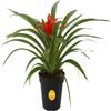 Costa Farms Live Bromeliad Indoor Plant, Red Guzmania Blooming Houseplant in Grow Pot, Tropical Tabletop Decor, Fresh From Farm, 12-Inches Tall view 1