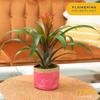 Costa Farms Live Bromeliad Indoor Plant, Red Guzmania Blooming Houseplant in Grow Pot, Tropical Tabletop Decor, Fresh From Farm, 12-Inches Tall view 2