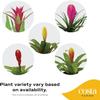 Costa Farms Live Bromeliad Indoor Plant, Red Guzmania Blooming Houseplant in Grow Pot, Tropical Tabletop Decor, Fresh From Farm, 12-Inches Tall view 3