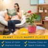 Costa Farms Live Bromeliad Indoor Plant, Red Guzmania Blooming Houseplant in Grow Pot, Tropical Tabletop Decor, Fresh From Farm, 12-Inches Tall view 4