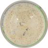 (NOT A CASE) Dip Green Onion Organic view 4