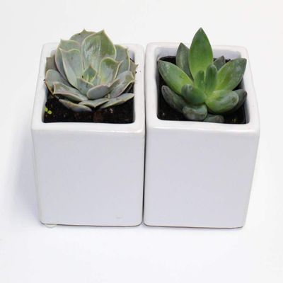 A Set of 2 Live Succulents 2" in White Square Pots 3" Each Supported with Natural Polished River Rocks