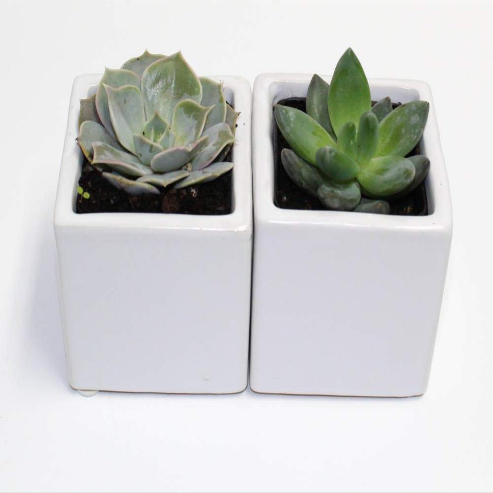 A Set of 2 Live Succulents 2" in White Square Pots 3" Each Supported with Natural Polished River Rocks