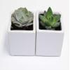 A Set of 2 Live Succulents 2" in White Square Pots 3" Each Supported with Natural Polished River Rocks view 1