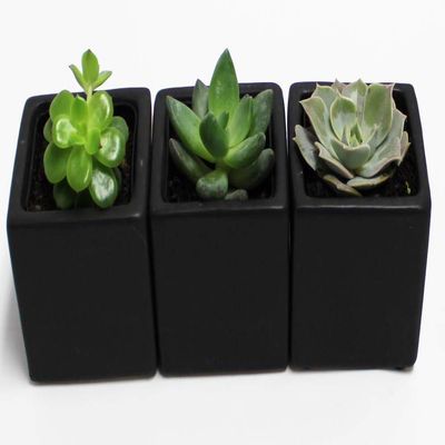 A Set of 3 Succulents 2" in Black Square Pots 3" Each with Polished River Rocks