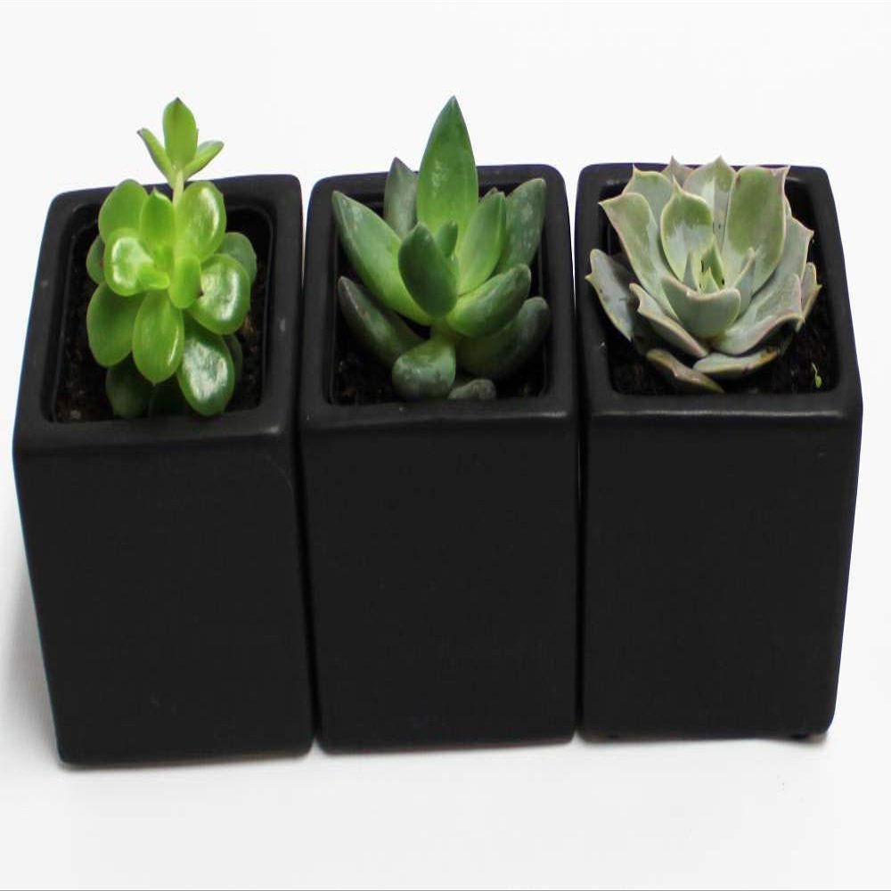 A Set of 3 Succulents 2" in Black Square Pots 3" Each with Polished River Rocks
