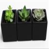 A Set of 3 Succulents 2" in Black Square Pots 3" Each with Polished River Rocks view 1
