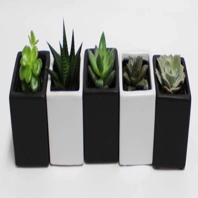 Athena's Garden Set of Five Live 2" 5 Square Pot 3" Natural Polished Rocks Set of 5 Assorted Succulents