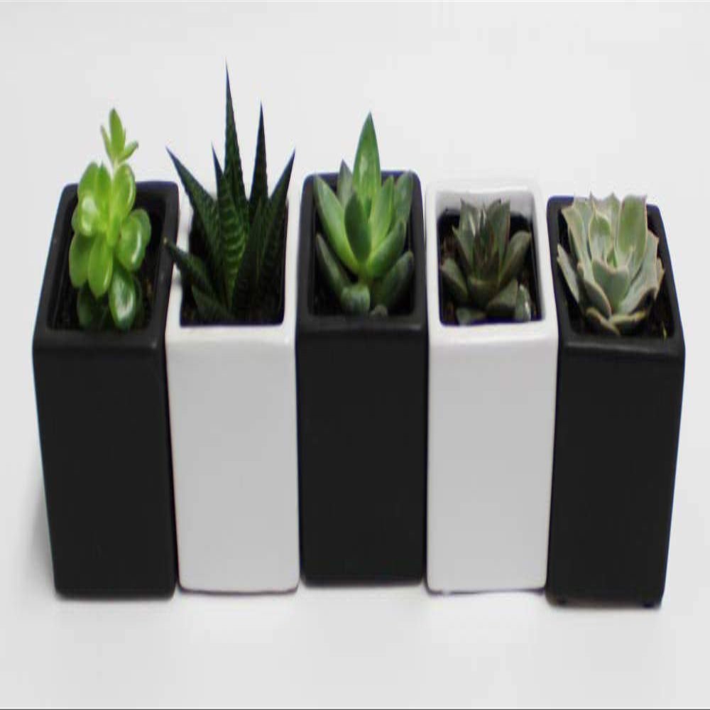 Athena's Garden Set of Five Live 2" 5 Square Pot 3" Natural Polished Rocks Set of 5 Assorted Succulents