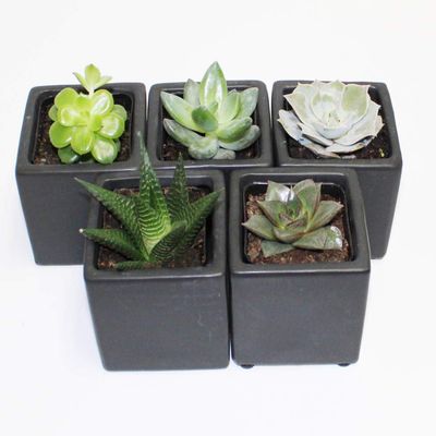 A Set of 5 Succulents 2" in Black Square Pots 3" Each with Polished River Rocks