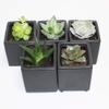 A Set of 5 Succulents 2" in Black Square Pots 3" Each with Polished River Rocks view 1