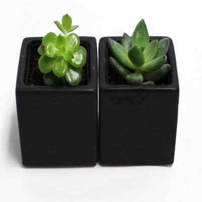 A Set of 2 Succulents 2" in Black Square Pots 3" Each with Polished River Rocks