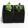 A Set of 2 Succulents 2" in Black Square Pots 3" Each with Polished River Rocks view 1