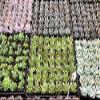 A Set of 2 Succulents 2" in Black Square Pots 3" Each with Polished River Rocks view 4