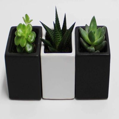 A Set of 3 Succulents 2" in Black & White Square Pots 3" Each with Polished River Rocks