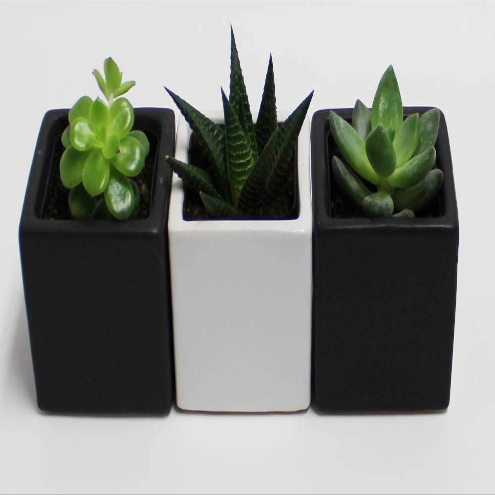 A Set of 3 Succulents 2" in Black & White Square Pots 3" Each with Polished River Rocks