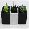 A Set of 3 Succulents 2" in Black & White Square Pots 3" Each with Polished River Rocks view 1