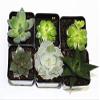 A Set of 3 Succulents 2" in Black & White Square Pots 3" Each with Polished River Rocks view 4