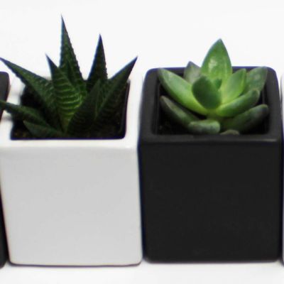A Set of 2 Succulents 2" in Black & White Square Pots 3" Each with Polished River Rocks