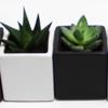 A Set of 2 Succulents 2" in Black & White Square Pots 3" Each with Polished River Rocks view 1