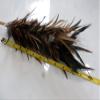 Real Chicken Rooster Feather Duster 17 inch view 4
