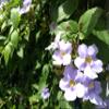 Blue Trumpet Vine (Thunbergia laurifolia) Tea Bags x 20 - Traditional Thai Herbal Tea for Health view 2