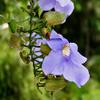 Blue Trumpet Vine (Thunbergia laurifolia) Tea Bags x 20 - Traditional Thai Herbal Tea for Health view 3