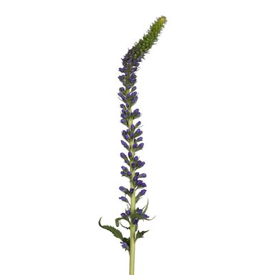 Bloomingmore Fresh Cut Flowers Veronica Skyler Blue 200 Stems for Home, Office, Wedding Decor, DIY, Party Event, Housewarming, Teacher and Engagement