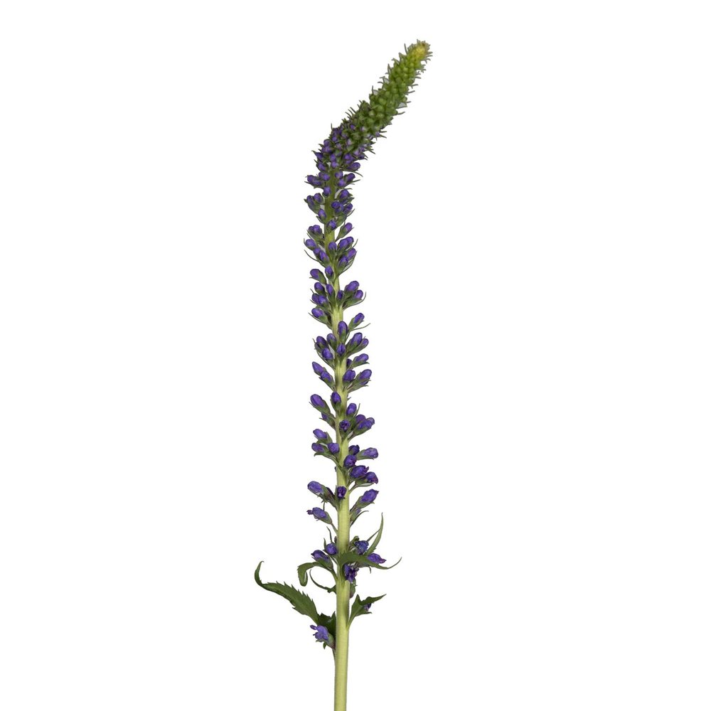 Bloomingmore Fresh Cut Flowers Veronica Skyler Blue 200 Stems for Home, Office, Wedding Decor, DIY, Party Event, Housewarming, Teacher and Engagement