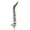 Bloomingmore Fresh Cut Flowers Veronica Skyler Blue 200 Stems for Home, Office, Wedding Decor, DIY, Party Event, Housewarming, Teacher and Engagement view 1