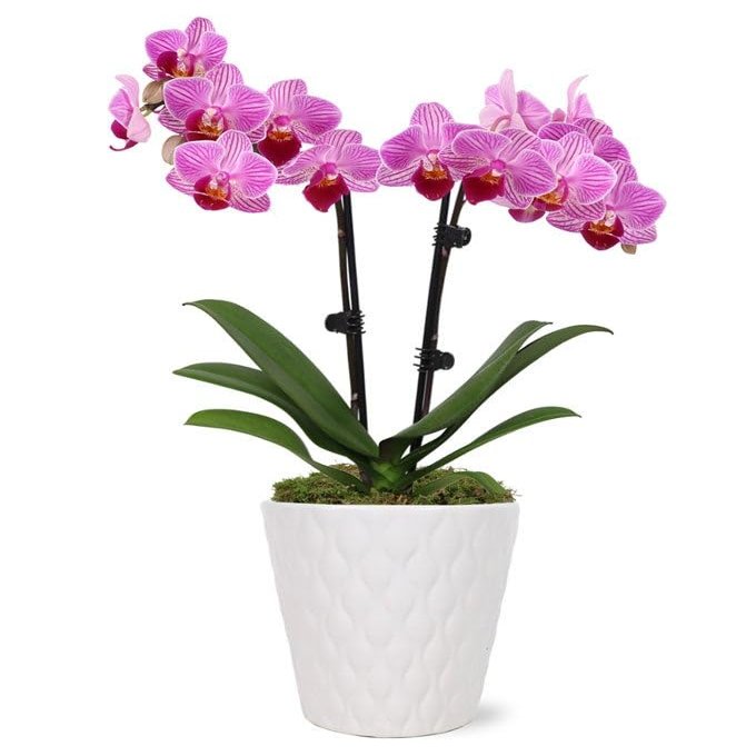 From You Flowers - Perfect Pink and White Orchid for Birthday, Anniversary, Get Well or Celebration