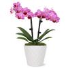 From You Flowers - Perfect Pink and White Orchid for Birthday, Anniversary, Get Well or Celebration view 1