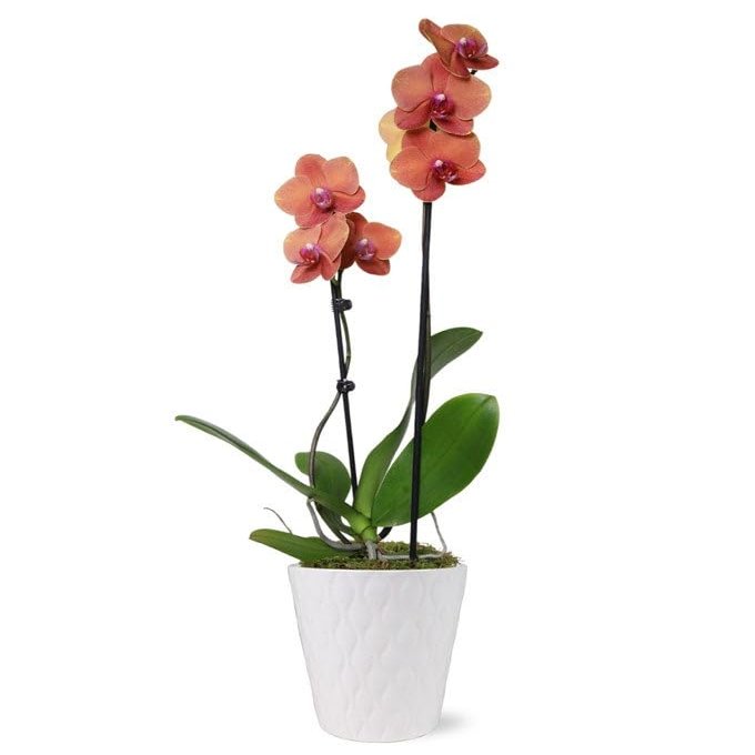 From You Flowers - Peachy Keen Orchid for Birthday, Anniversary, Get Well or Celebration